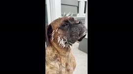 Vet pulls dozens of quills out of dog's face after pet battles porcupine