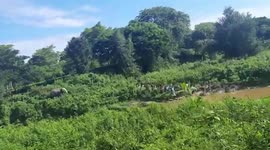 Harrowing footage shows elephant knocking man into river at tea estate in India
