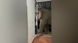 Wild elephant wanders into family’s kitchen to steal food