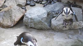 What It's Like to Care For a Rookery of African Penguins