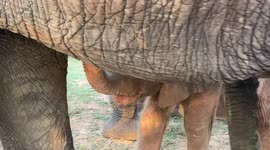 Orphaned albino elephant, Khanyisa, relaxing under her adoptive mother, Lundi