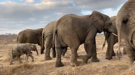 Orphaned albino elephant, Khanyisa, walks behind her adoptive mother, Lundi