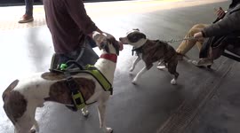 Playful staffy befriends a whippet on the London tube - Edgware Road station