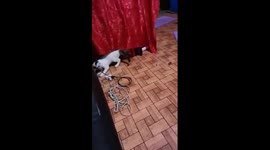 Cutie Cat and the Coache
