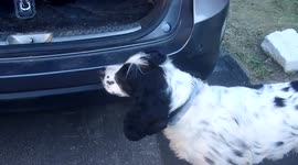 Gizmo refuses to get in the car boot because there is a bike in it.