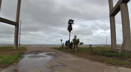 Winds from Tropical Storm Nicholas blows a small palm tree near Corpus Christi, Texas, USA