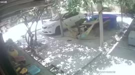 Moment PYTHON interrupts man relaxing on hammock in Thailand