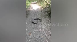 Wild snakes caught mating