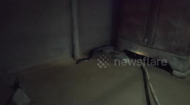 12 Foot Long King Cobra Snake Rescue From House in Northeast