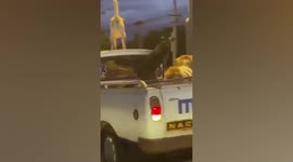Daredevil dogs sit atop moving pickup truck