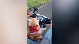 Well-behaved cat rides motorcycle with owner