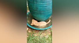 Hot puppy cools off with dip in water-filled tray as temperatures pass 35C in Thailand