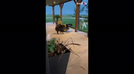 'Man Finds Hungry Javelina on his Front Porch *≈6 Million Views*'