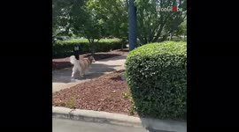 'Sweet Dog Doesn't Hold Back While Reuniting with her Daddy
'