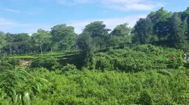Further footage of elephant knocking man into river at tea estate in India