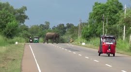 Wild elephant spotted casually strolling along road in Sri Lanka