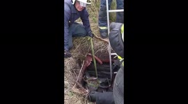 Trapped moose hauled out of pit by Russian firefighters
