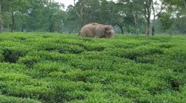 Giant elephant chases after locals amid field in northeastern India