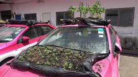 Scrap taxis rusting during Covid-19 converted into VEGETABLE patches in Thailand