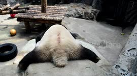 Life Of Giant Panda From A Zoo In Beijing, China