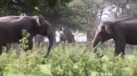 Pair of elephants engage in brutal fight in Sri Lanka