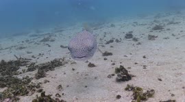 A very friendly pufferfish tries to make friends with some divers in Thailand