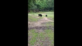 Bear-footed: Awesome HD footage of momma bear and cub playing football in India