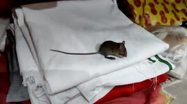 Small Cute rat sitting in Silence and enjoy the music