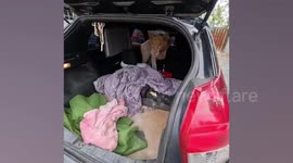 Pet lion gets cozy by climbing into car