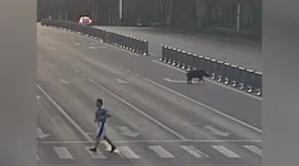 Wild boar shot dead after rampaging around schools in China