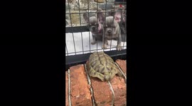 Tortoise just wants to play with adorable Frenchie puppies