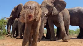 Orphaned albino elephant, Khanyisa, goes to her carer, Last, for a quick cuddle