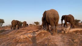Walk to the dam with the Jabulani herd of elephants and watch as they help orphaned albino calf to her feet when she falls over