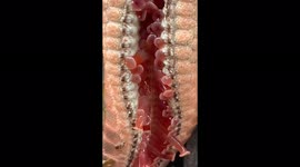 Feel the Chill: Hypnotic and Unsettling Close-Up of a Moving Starfish