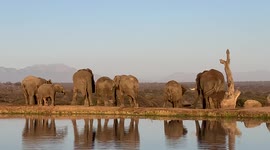 Dominant bull of the Jabulani herd of elephants, Sebakwe scratches himself agaisnt a rock