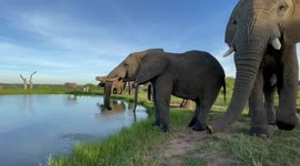 Watch as the Jabulani herd of rescued elephants enjoy a drink from the dam