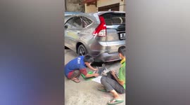 Mother cat found inside car bumper with six kittens