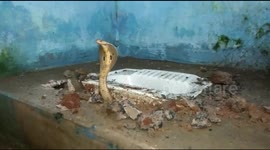 Hissing pipes! Deadly cobra found living in TOILET of family home