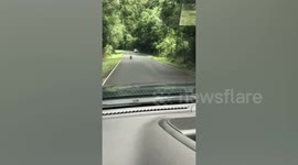 Clever wild monkey hitches ride on couple's car in Thailand