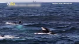 Drone Footage Shows More Than 100 Whales Feeding off Australia’s New South Wales Coast
