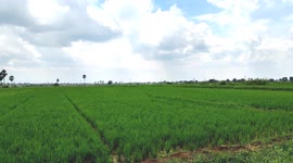 Agriculture formaring feald outdoor beautiful landscape 4k footage