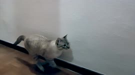 Cat jumping obstacles slow motion