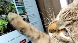 Cat enjoys to watch TV