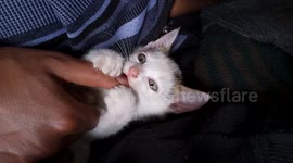 Sweet kitty, playing with the owner,  playfully kitty