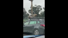 Monkeys at Blair Drummond Safari Park Scotland. Monkeys steal wind deflector.