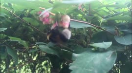 Slow motion footage of a little cute bee collecting nectar in Minsk, Belarus