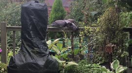 Baby PigeonWho Can’t Fly Yet Squeaks & Taps Mom on Back to Demand Feeding