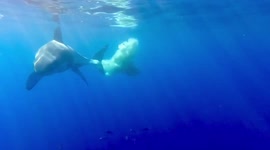 Jaws-dropping: Poop cloud by great white shark off coast of Mexico is considered 'scientific goldmine'