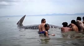 Fishermen save whale shark stuck in net