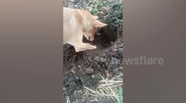 Heartbroken pet dog digs grave for his dead cat best friend
